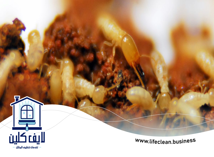 شركة مكافحة الرمة في الفرجان 5 شركة مكافحة الرمة في الفرجان