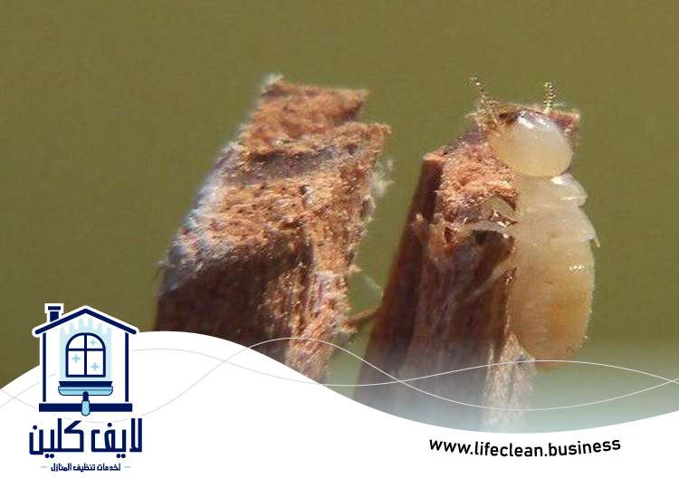 شركة مكافحة الرمة في القوز 4 شركة مكافحة الرمة في القوز