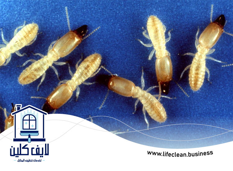 شركة مكافحة الرمة في الكرامة 4 شركة مكافحة الرمة في الكرامة