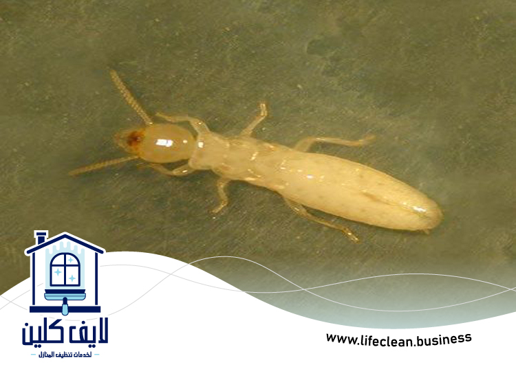 شركة مكافحة الرمة في القصيص 5 شركة مكافحة الرمة في القصيص