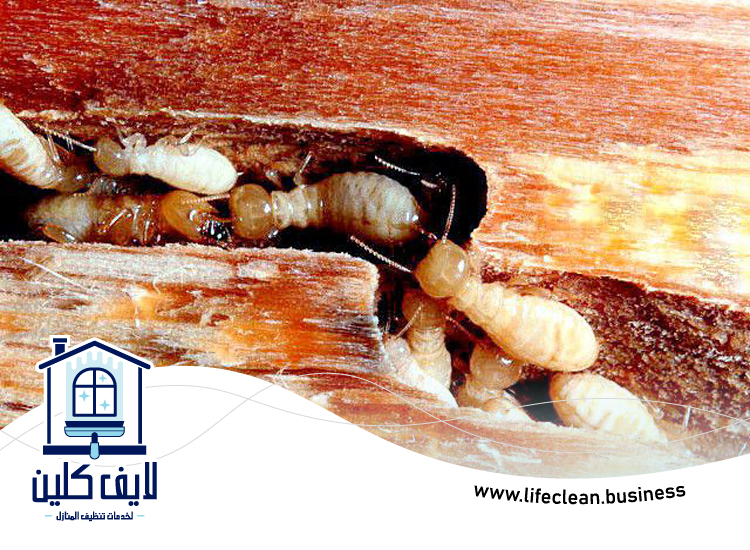 شركة مكافحة الرمة في القرهود 4 شركة مكافحة الرمة في القرهود