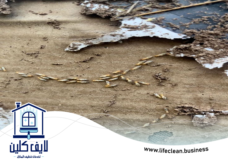 شركة مكافحة الرمة في الفرجان 3 شركة مكافحة الرمة في الفرجان