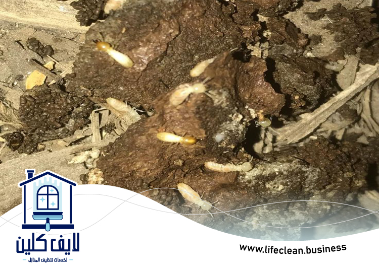 شركة مكافحة الرمة في الفرجان 2 شركة مكافحة الرمة