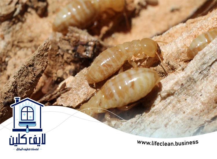 شركة مكافحة الرمة في الضاحية 2 شركة مكافحة الرمة