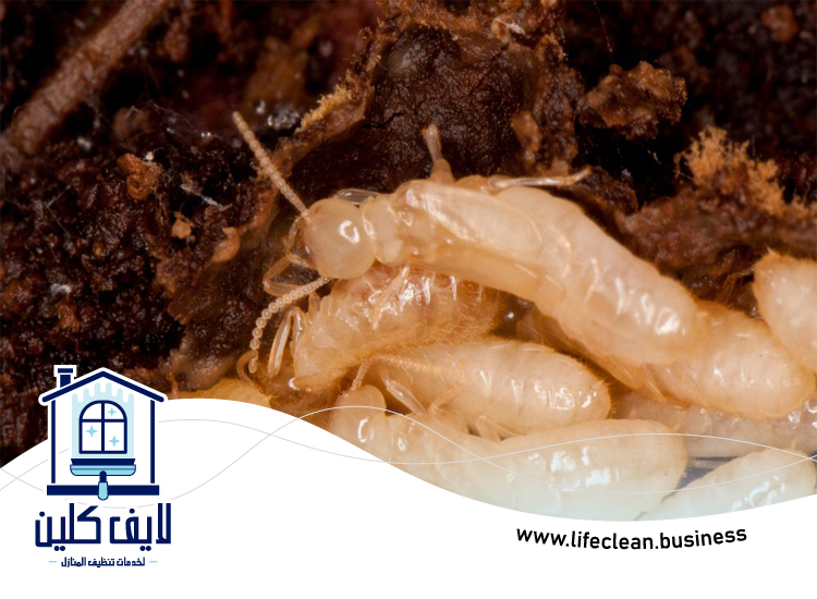 شركة مكافحة الرمة في الضاحية 5 شركة مكافحة الرمة في الضاحية