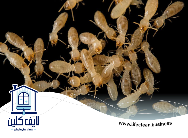شركة مكافحة الرمة في العوير 5 شركة مكافحة الرمة في العوير