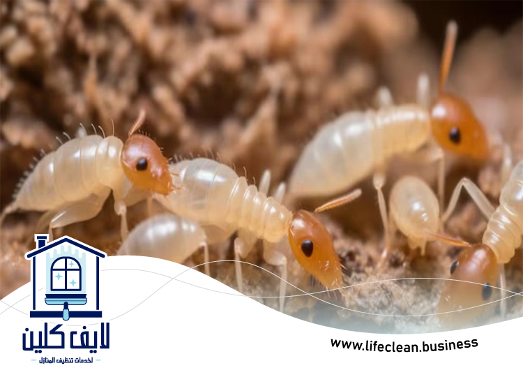 شركة مكافحة الرمة في ديرة 4 شركة مكافحة الرمة في ديرة