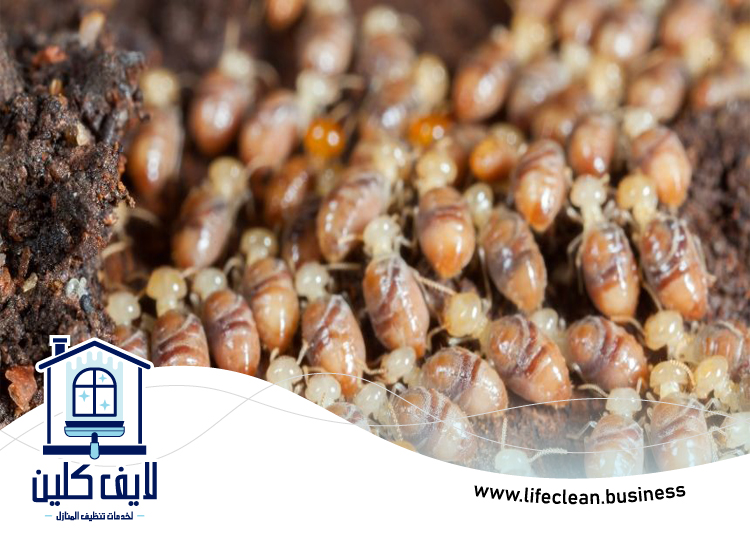 شركة مكافحة الرمة في العوير 4 شركة مكافحة الرمة في العوير