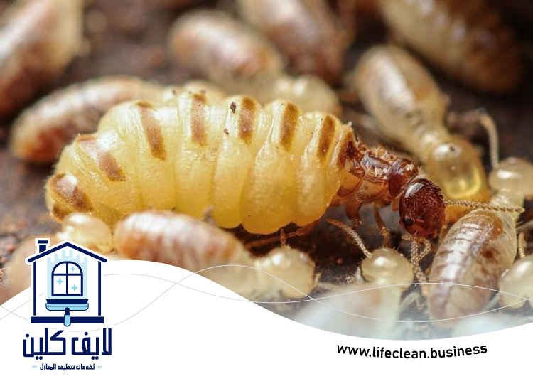 شركة مكافحة الرمة في العوير 2 شركة مكافحة الرمة