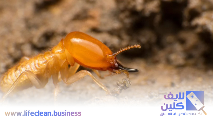 شركة مكافحة الرمة في محيصنة 4 شركة مكافحة الرمة في محيصنة
