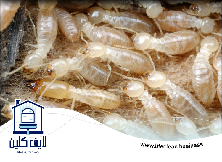 شركة مكافحة الرمة في ديرة 5 شركة مكافحة الرمة في ديرة