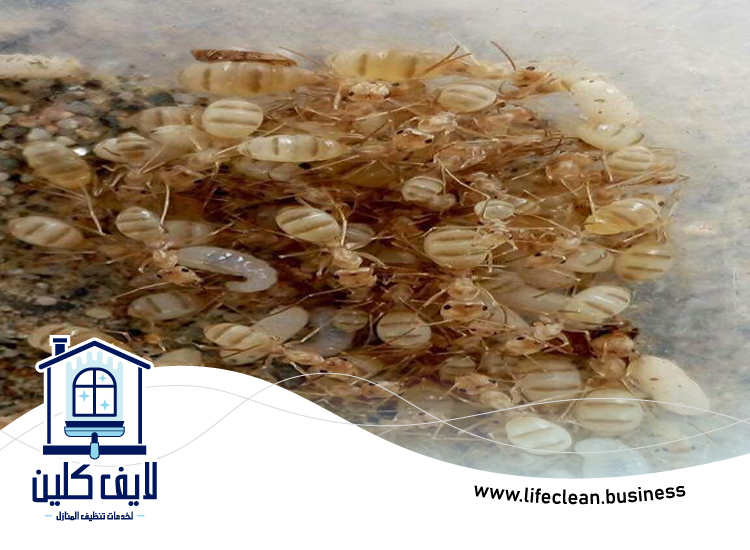 شركة مكافحة الرمة في بالميرا 5 شركة مكافحة الرمة في بالميرا