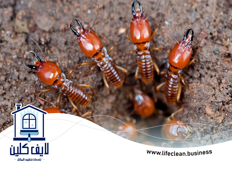 شركة مكافحة الرمة في الوصل 5 شركة مكافحة الرمة في الوصل