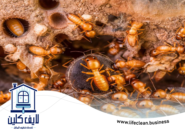 شركة مكافحة الرمة في المنارة 5 شركة مكافحة الرمة في المنارة