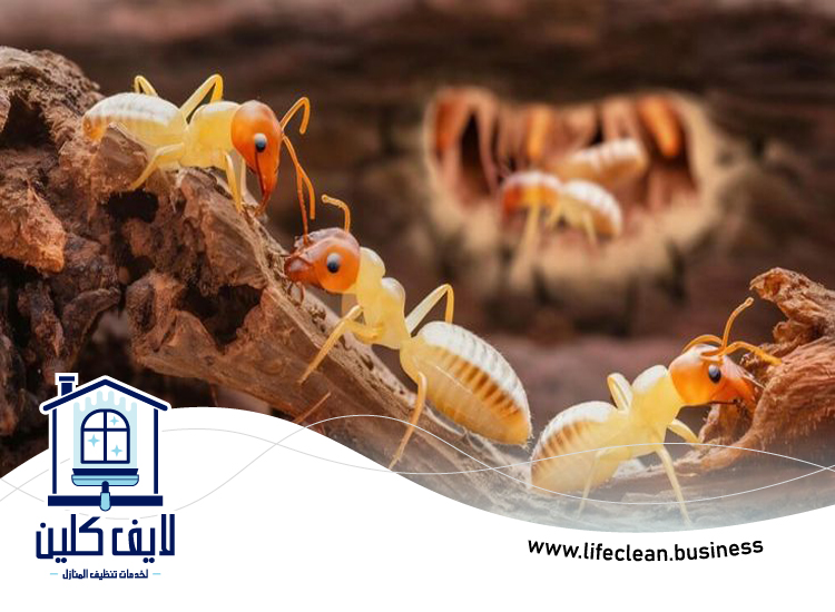 شركة مكافحة الرمة في جميرا 4 شركة مكافحة الرمة في جميرا