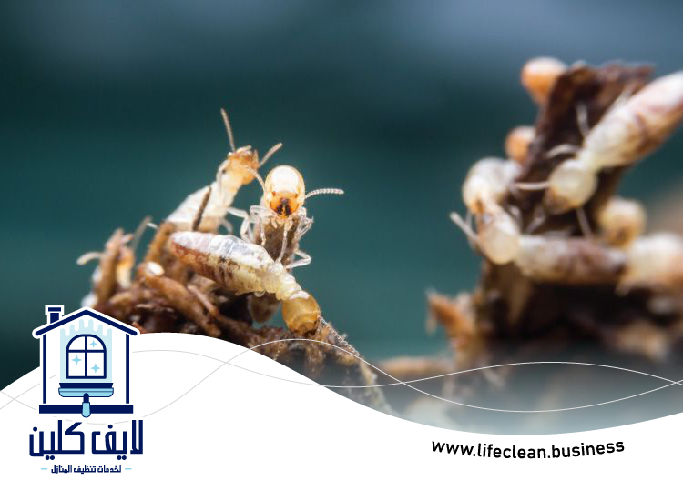 شركة مكافحة الرمة في الورسان 5 شركة مكافحة الرمة في الورسان