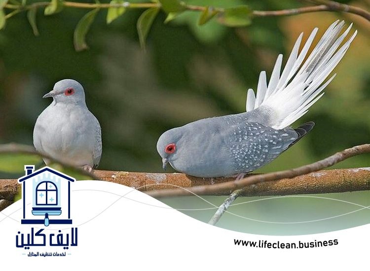 مكافحة الحمام في الشارقة 3 مكافحة الحمام في الشارقة