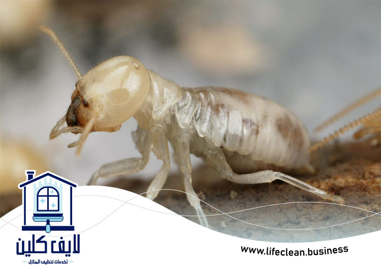 شركة مكافحة الرمة في الورسان 2 شركة مكافحة الرمة