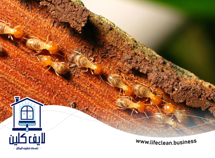 شركة مكافحة الرمة