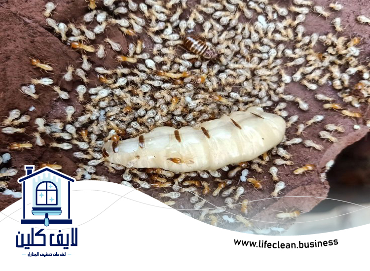 شركة مكافحة الرمة في النهدة 3 شركة مكافحة الرمة في النهدة