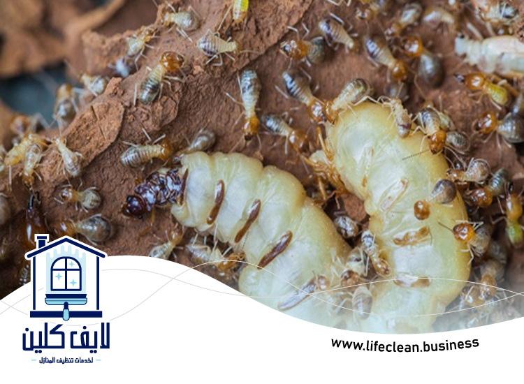 شركة مكافحة الرمة في المنارة 4 شركة مكافحة الرمة في المنارة