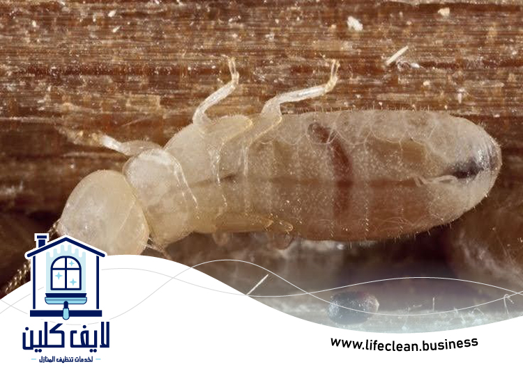 شركة مكافحة الرمة في هتان 5 شركة مكافحة الرمة في هتان