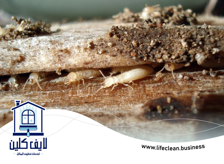 شركة مكافحة الرمة في ند الشبا 4 شركة مكافحة الرمة في ند الشبا