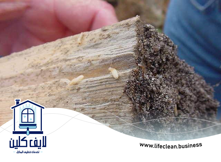 شركة مكافحة الرمة