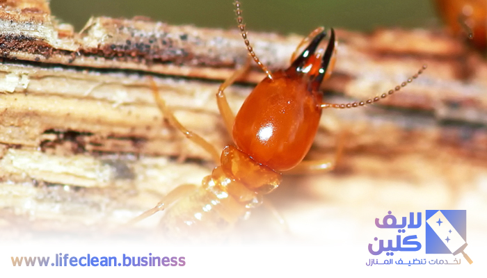 شركة مكافحة الرمة في السطوة