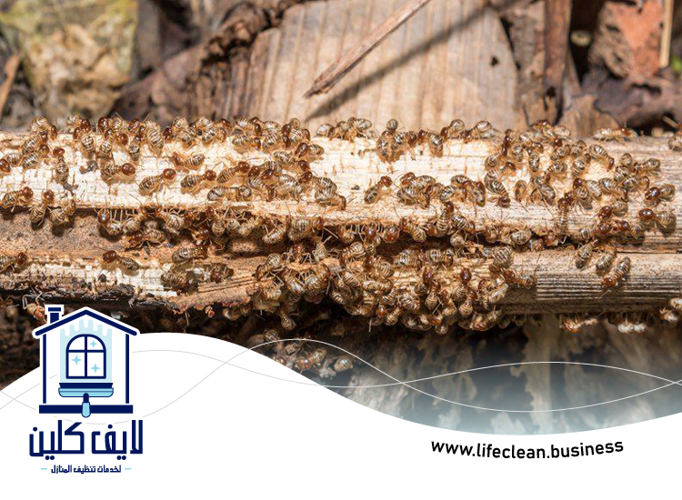 شركة مكافحة الرمة في هتان 3 شركة مكافحة الرمة في هتان