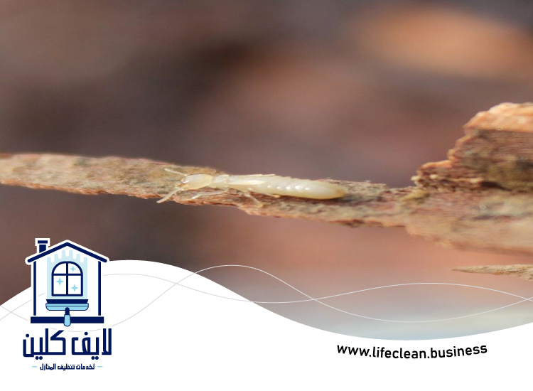 شركة مكافحة الرمة في دبا الفجيرة 5 شركة مكافحة الرمة في دبا الفجيرة