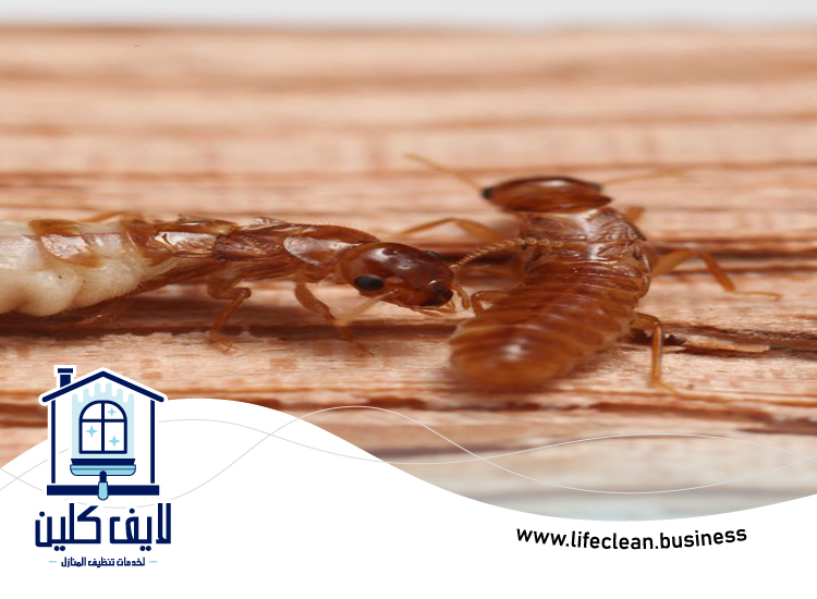 شركة مكافحة الرمة في الفصيل 5 شركة مكافحة الرمة في الفصيل