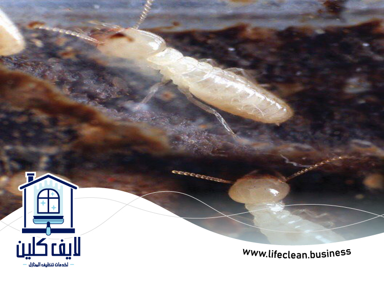 شركة مكافحة الرمة في الغرفة 5 شركة مكافحة الرمة في الغرفة