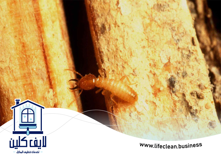 شركة مكافحة الرمة في الفصيل 4 شركة مكافحة الرمة في الفصيل