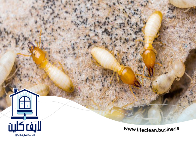 شركة مكافحة الرمة في دبا الفجيرة 3 شركة مكافحة الرمة في دبا الفجيرة