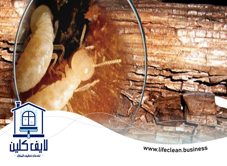 شركة مكافحة الرمة في الغرفة 4 شركة مكافحة الرمة في الغرفة