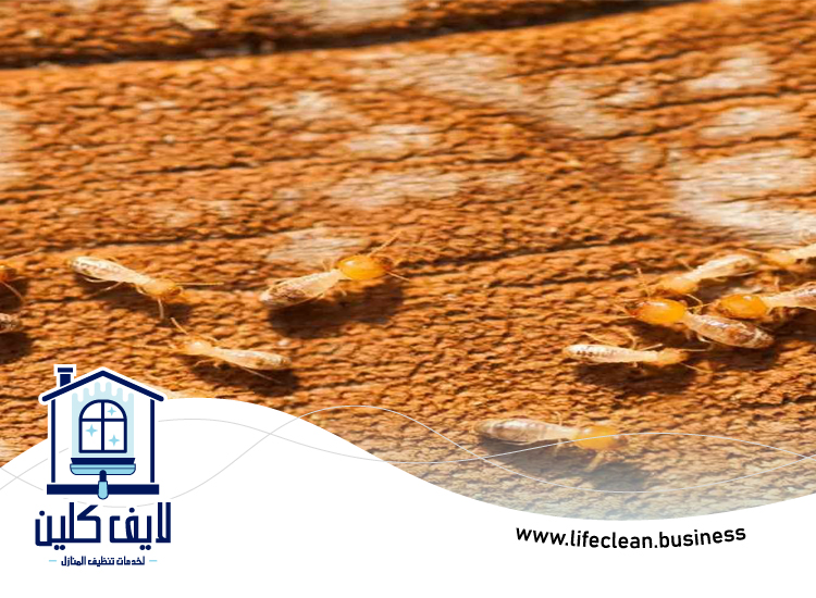 شركة مكافحة الرمة في الطيبة 5 شركة مكافحة الرمة في الطيبة
