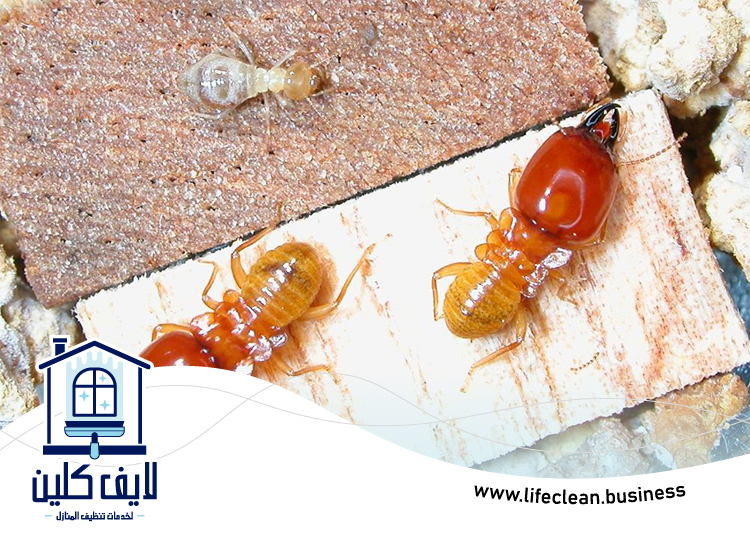 شركة مكافحة الرمة في دبا الفجيرة 4 شركة مكافحة الرمة في دبا الفجيرة