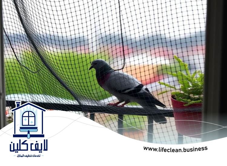 مكافحة الحمام في الشارقة 5 مكافحة الحمام في الشارقة