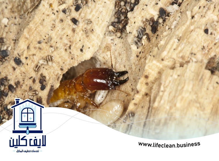 شركة مكافحة الرمة في الطيبة 4 شركة مكافحة الرمة في الطيبة