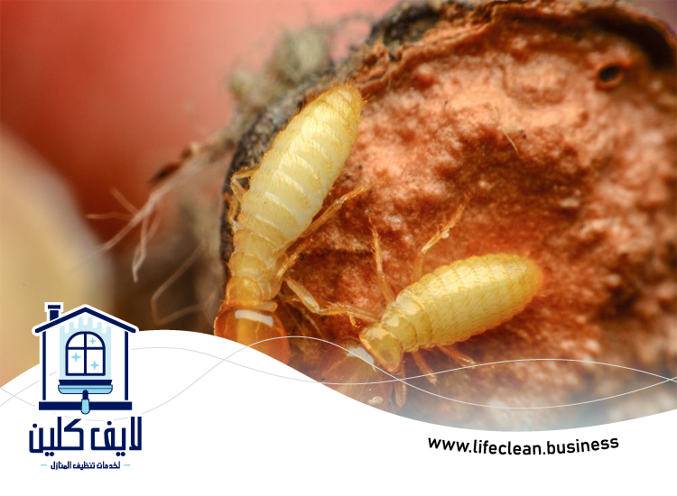 شركة مكافحة الرمة في الطيبة 3 شركة مكافحة الرمة في الطيبة