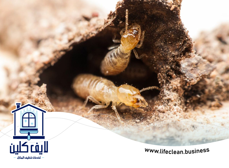 شركة مكافحة الرمة في حبحب 5 شركة مكافحة الرمة في حبحب