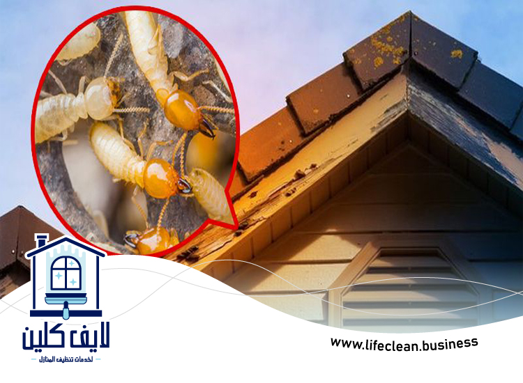 شركة مكافحة الرمة في الطيبة 2 شركة مكافحة الرمة