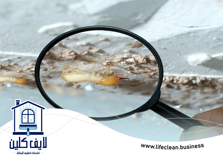 شركة مكافحة الرمة في محيصنة 4 شركة مكافحة الرمة في محيصنة