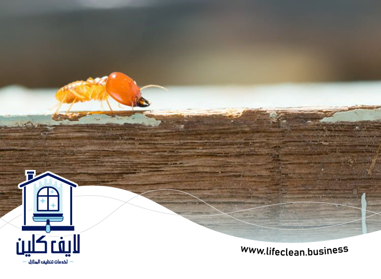 شركة مكافحة الرمة في مردف 4 شركة مكافحة الرمة في مردف