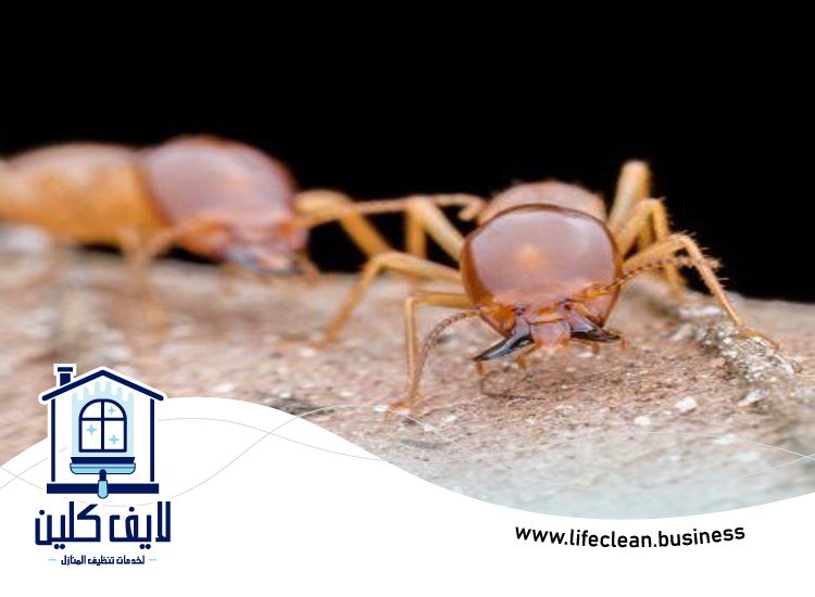 شركة مكافحة الرمة في مدينة بدر 5 شركة مكافحة الرمة في مدينة بدر