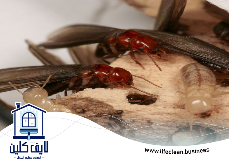 شركة مكافحة الرمة في محيصنة 2 شركة مكافحة الرمة