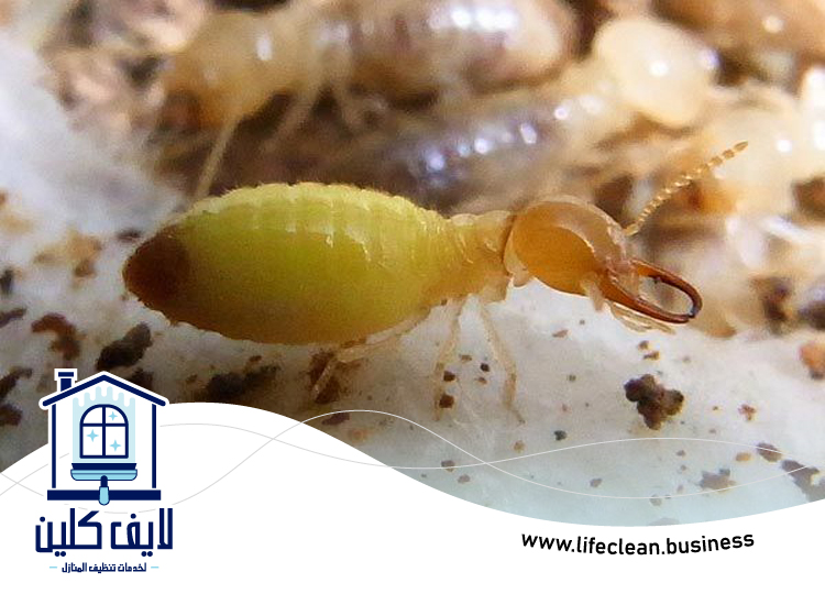 شركة مكافحة الرمة في مردف 5 شركة مكافحة الرمة في مردف