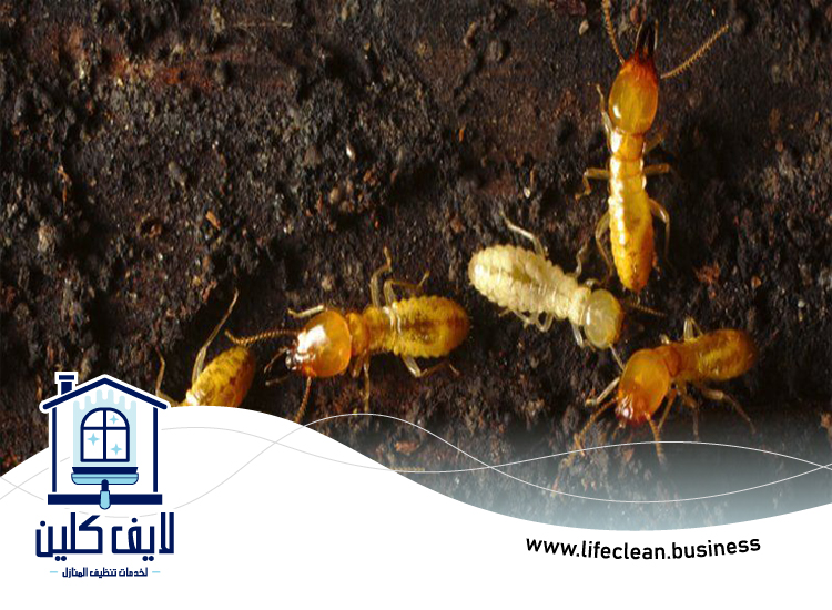 شركة مكافحة الرمة في مدينة بدر 4 شركة مكافحة الرمة في مدينة بدر