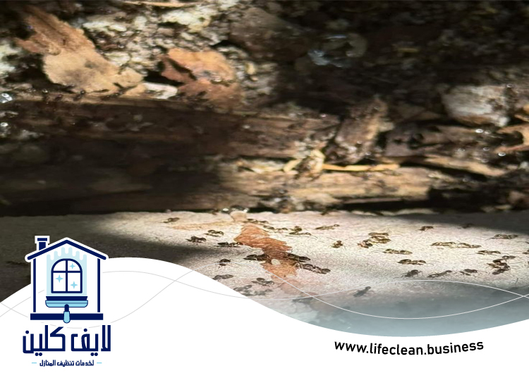 شركة مكافحة الرمة